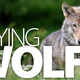 Illustration for article titled How Creed Saved a Norwegian Boy From a Pack of Wolves